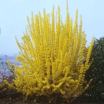 Florile galbene ale arbustului Forsythia x intermedia Weekend primăvara. 