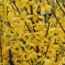 Florile galbene ale arbustului Forsythia x intermedia Weekend primăvara. 