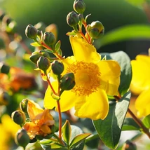 Hypericum patulum Hidcote produce flori galben-aurii chiar și pe plantele tinere.