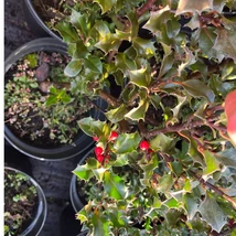 Ilex meserveae Blue Angel cu frunze lucioase, spinoase și fructe roșii.