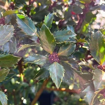 Frunzele elegante și lucioase ale Ilex meserveae Blue Prince în pepiniera noastră.