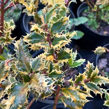 Frunzele colorate ale Ilex aquifolium Argenteomarginata.