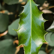 Frunza laurului japonez Gentle cu frunze verde-albăstrui.