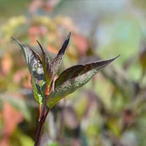 Cornul Kesselringii la începutul înfloririi. 