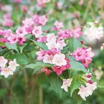 Înflorirea arbustului Kolkwitzia amabilis. 