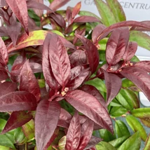 Frunzele deosebite ale plantei Leucothoe.