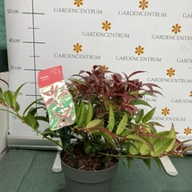 Frunzele deosebite ale plantei Leucothoe.