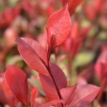 Frunzele roșii ale Photinia Little Red Robin. 