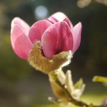 Floarea magnoliei Black Tulip. 