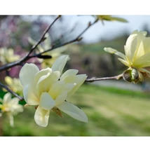 Florile galbene ale magnoliei Daphne. 