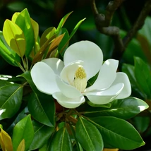 Floarea mare, albă a magnoliei veșnic verzi. 
