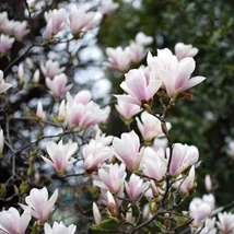 Magnolia soulangeana primăvara, la începutul înfloririi. 