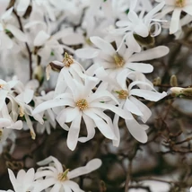 Magnolia stellata înflorește abundent primăvara. 