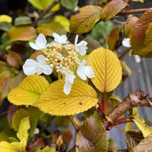 Florile și colorarea frunzelor de toamnă ale Viburnum plicatum Mariesii în pepiniera noastră. 