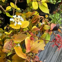 Florile și colorarea frunzelor de toamnă ale Viburnum plicatum Mariesii în pepiniera noastră. 