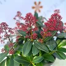 Skimmia japonica Rubella cu roadele de toamnă, în pepiniera noastră.