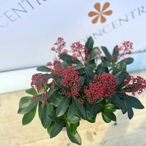 Skimmia japonica Rubella cu roadele de toamnă, în pepiniera  noastră.