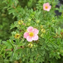 Potentilla fruticosa cu flori roz. 