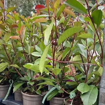 Photinia x fraserii Red Robin în pepiniera noastră în luna septembrie. 