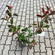 Photinia x fraserii Red Robin în pepiniera noastră în luna septembrie. 