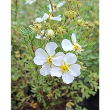Potentilla cu flori albe, gingașe. 