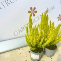 Frunzișul galben al plantei Erica arborea Albert's Gold.