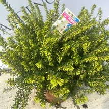 Erica carnea înflorit. 