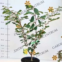 Florile galbene ale arbustului Hamamelis intermedia.
