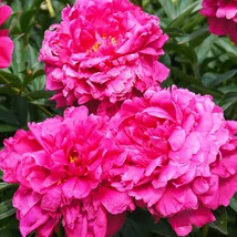 Bobocii romantici ai bujorului parfumat Paeonia lactiflora Kansas.