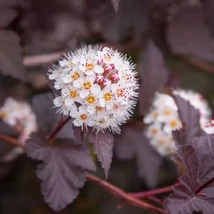 Florile gingașe și frunzele colorate ale arbustului Physocarpus opulifolius Diabolo. 