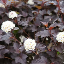 Frunzișul și florile arbustului Physocarpus opulifolius. 