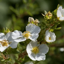 Potentilla decorat cu flori albe, gingașe. 