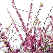 Florile duble ale Prunus triloba înfloresc pe toată lungimea ramurilor, chiar înainte de apariția frunzelor.