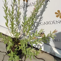 Arbustul Salix integra Hakuro-Nishiki.