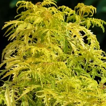 Sambucus nigra Golden Tower K3 - Soc