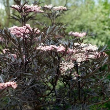 Frunzișul și florile arbustului Sambucus nigra Black Lace.