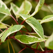 Lăstarii roșii și frunzele cu margini aurii ale Cornus alba Gouchaultii.