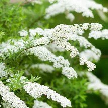 Spiraea cinerea Grefsheim K2 - Cununiță cu flori albe