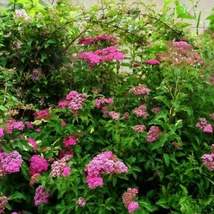 Spiraea japonica Crispa înflorită. 