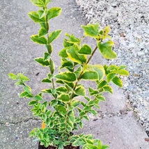 Frunzele marginite cu galben ale plantei Ligustrum ovalifolium. 