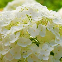 Viburnum opulus Roseum - Călin, bulgăraș de zăpadă