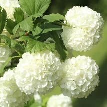 Viburnum opulus Roseum - Călin, bulgăraș de zăpadă