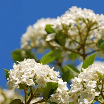 Inflorescența gingașă a călinului Viburnum x burkwoodii. 