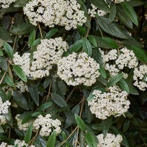 Florile arbustului Viburnum rhytidophyllum.