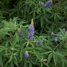 Florile albastre ale arbustului Vitex agnus-castus. 