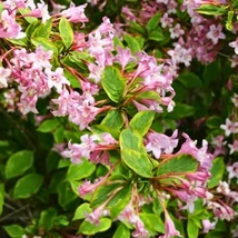 Weigela florida Sunny Princess K2 - Weigela pitică