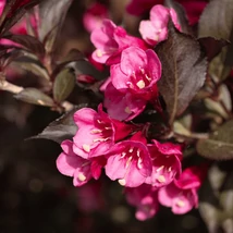 Frunze și flori de Weigela florida Victoria.