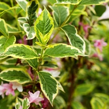 Weigela florida Variegata în timpul înfloririi. 