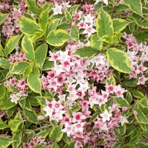 Înflorirea abundentă a plantei Weigela Nana Variegata.