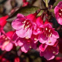 Weigela florida Alexandra în timpul înfloririi. 